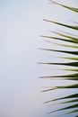 Green yellow leaves of palm with light blue sky background Royalty Free Stock Photo
