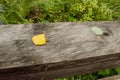 Green and yellow leaves with raindrops lie on a wooden board in the autumn forest. Loneliness concept Royalty Free Stock Photo