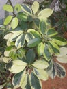 Green and yellow leaves of variegated Schefflera arboricola plant Royalty Free Stock Photo