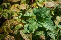 Green and yellow leaves of wild raspberry bushes. Change of season from summer to autumn. Selective focus, hard light Royalty Free Stock Photo