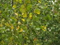 Green and yellow leaves on young branches Royalty Free Stock Photo