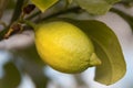 green-yellow lemon on a branch in the garden on a sunny day. Royalty Free Stock Photo