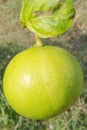 Green-Yellow Lemon Royalty Free Stock Photo