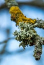 Green and yellow lichen on an old tree branch. Hypogymnia physodes, Evernia prunastri and Xanthoria parietina are common lichen. Royalty Free Stock Photo