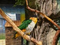 Green-yellow macaw parrot portrait. Macaw parrot sitting on a perch in a cage. Colorful lovely birds