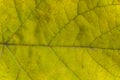 Green and yellow macro shot of autumn leaf texture Royalty Free Stock Photo