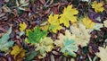 Green and yellow maple leaves