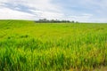 green and yellow meadow under a blue sky