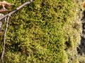 Green yellow moss on bark of tree for background or texture Royalty Free Stock Photo