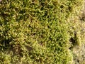 Green yellow moss on bark of tree for background or texture Royalty Free Stock Photo