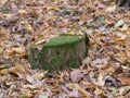 Green yellow moss on bark of tree for background or texture Royalty Free Stock Photo