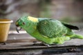 Green Yellow Nape Parrot Royalty Free Stock Photo