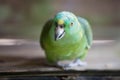 Green Yellow Nape Parrot Royalty Free Stock Photo