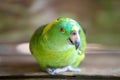 Green Yellow Nape Parrot Royalty Free Stock Photo