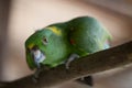 Green Yellow Nape Parrot Royalty Free Stock Photo