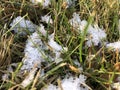 Green and yellow old grass and autumn leaves with some snow. Abstract autumn background. close up Royalty Free Stock Photo