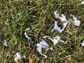 Green and yellow old grass and autumn leaves with some snow. Abstract autumn background. close up Royalty Free Stock Photo