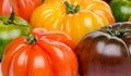 Green, yellow, orange and purple tomatoes Royalty Free Stock Photo