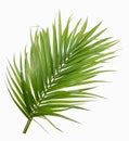 Green yellow palm or butterfly leaf isolated
