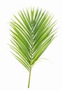 Green yellow palm or butterfly leaf isolated