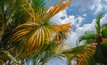 green and yellow palm leaf and the blue sky with cloud Royalty Free Stock Photo