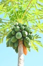 Green ,yellow Papaya fruit on papaya tree in farm. green papaya on tree Royalty Free Stock Photo