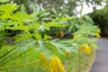 Green and yellow papaya leaves. Image use for food in the farm of gardener