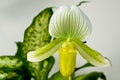 Green and Yellow Paphiopedilum Maudiae Orchid Royalty Free Stock Photo