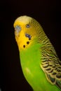 Green and yellow parakeet Royalty Free Stock Photo