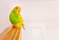 Green and yellow parakeet budgerigar sitting perched on top of a wooden framed wall mirror in a white room