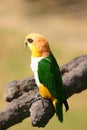 Green-yellow parrot