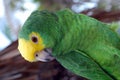 Green and Yellow Parrot