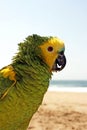 Green yellow parrot Royalty Free Stock Photo