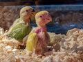 Green and yellow parrot chicks together.