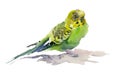 Green and yellow parrot on white background. Watercolor painting