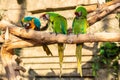 Green and yellow parrots - Ara ararauna on tree Royalty Free Stock Photo