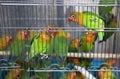 Green Yellow Parrots Hong Kong Bird Market Royalty Free Stock Photo