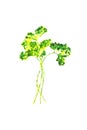 Green Yellow Parsley watercolor sketch. Parsley leaf. isolated