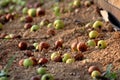 Green and yellow partially and fully rotten apples fallen on ground next to large tree in front of small wall on warm summer day Royalty Free Stock Photo