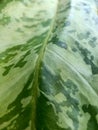 green and yellow patterned leaves