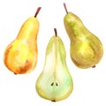 Green yellow pear, cut pear and yellow red pear. Hand drawn watercolor illustration. Isolated on white background Royalty Free Stock Photo