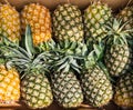 Green and Yellow Pineapples in a Box. Ananas comosus. Fresh Tropical Fruit Royalty Free Stock Photo