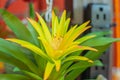 Green and yellow plant on a diffuse background