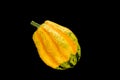 Green- yellow pumpkin on black background Royalty Free Stock Photo