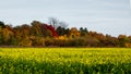 Green yellow rapeseed field, multicolored autumn trees