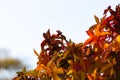 Green, yellow and red autumn leaves of an Amber tree or American sweetgum (Liquidambar styraciflua) Royalty Free Stock Photo