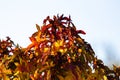 Green, yellow and red autumn leaves of an Amber tree (American sweetgum, Liquidambar styraciflua) Royalty Free Stock Photo