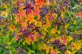 Green, yellow and red autumn leaves of an Amber tree or American sweetgum (Liquidambar styraciflua) Royalty Free Stock Photo