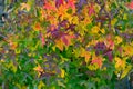 Green, yellow and red autumn leaves of an Amber tree or American sweetgum (Liquidambar styraciflua) Royalty Free Stock Photo