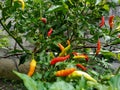 green, yellow and red cayenne pepper Royalty Free Stock Photo